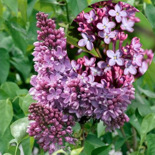 Syringa vulgaris 'Amethyst' - Harilik sirel 'Amethyst' TR18